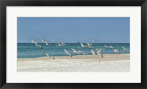 Framed Beach Skimmers Print