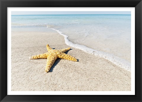 Framed Star Fish Line of Surf Print