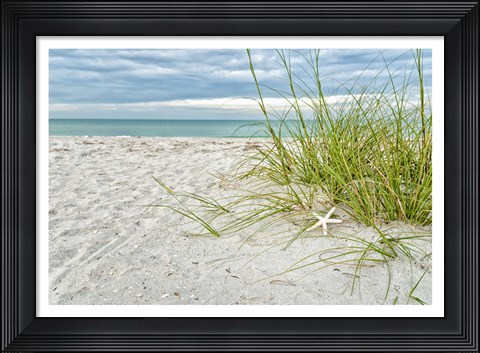 Framed Star Fish and Sea Oats Print