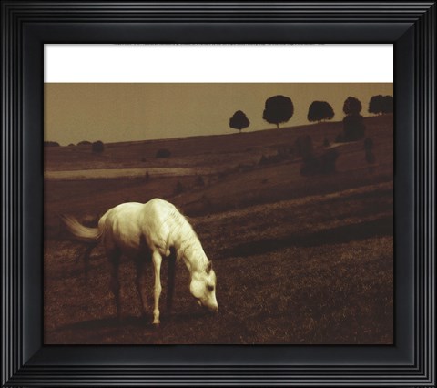 Framed White Horse Print