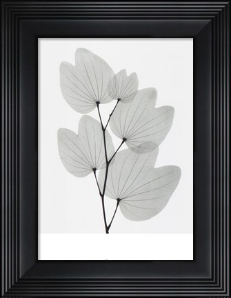 Framed Orchid Tree Print