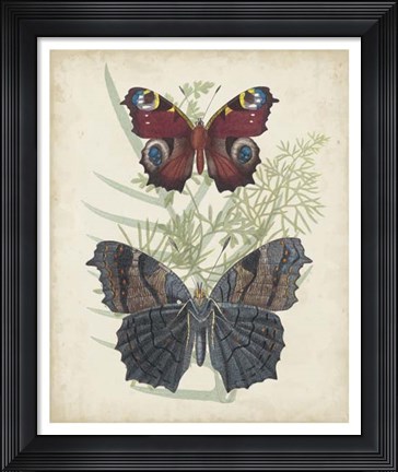 Framed Butterflies &amp; Ferns III Print