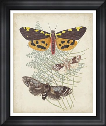 Framed Butterflies &amp; Ferns VI Print