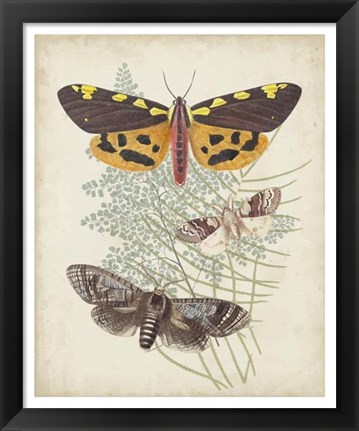 Framed Butterflies &amp; Ferns VI Print