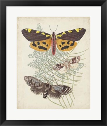 Framed Butterflies &amp; Ferns VI Print