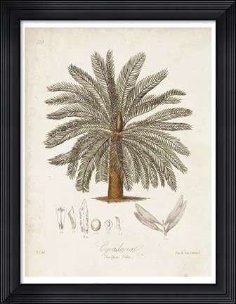 Framed Antique Tropical Palm I Print