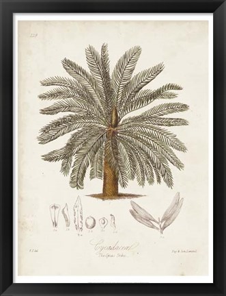 Framed Antique Tropical Palm I Print