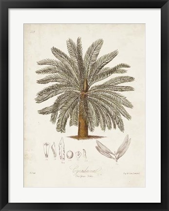Framed Antique Tropical Palm I Print