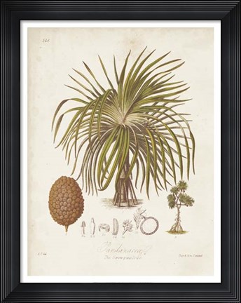 Framed Antique Tropical Palm II Print