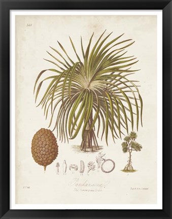Framed Antique Tropical Palm II Print