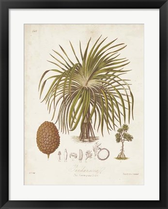 Framed Antique Tropical Palm II Print