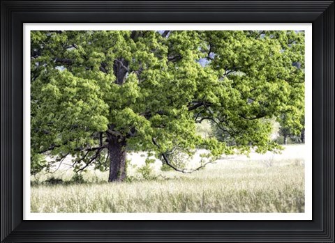 Framed Tree in Summer Print