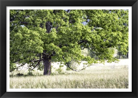 Framed Tree in Summer Print