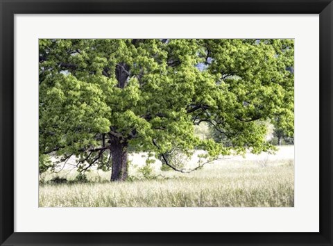 Framed Tree in Summer Print