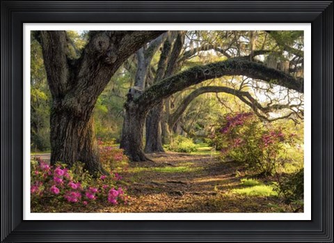 Framed Under the Live Oaks I Print