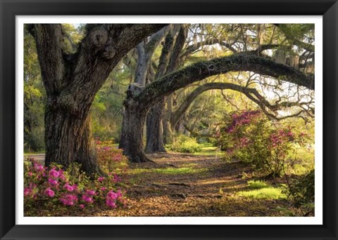 Framed Under the Live Oaks I Print