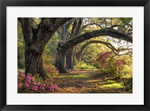 Framed Under the Live Oaks I Print