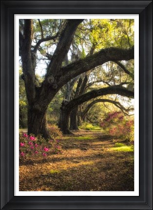 Framed Under the Live Oaks II Print