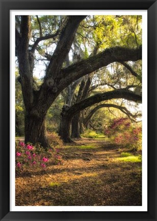 Framed Under the Live Oaks II Print