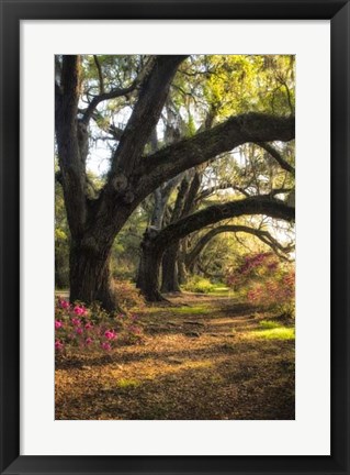 Framed Under the Live Oaks II Print