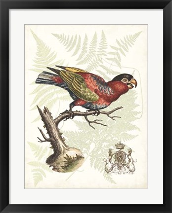Framed Regal Parrots I Print