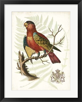 Framed Regal Parrots II Print