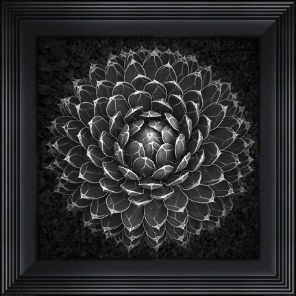 Framed Agave Victoria Print