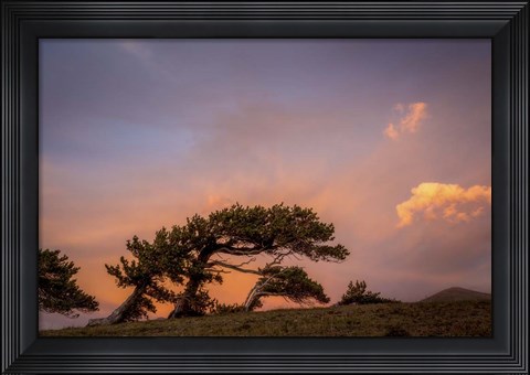 Framed Peaceful Tree Print