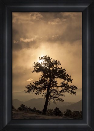 Framed Tree Silhouette Print
