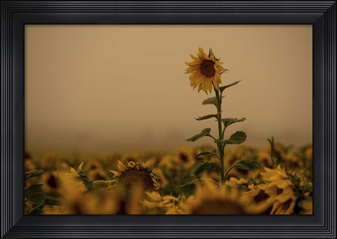 Framed Sunflowers Fog Print