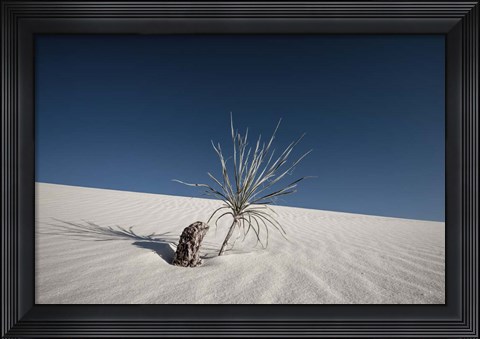 Framed Palm on the Dune Print