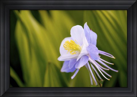 Framed Flower Print