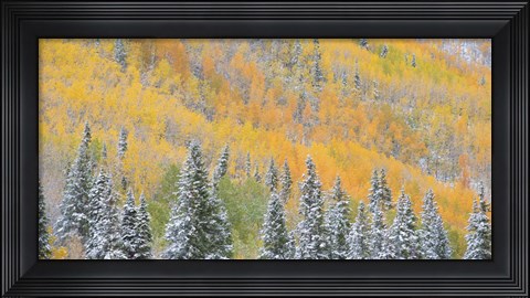 Framed Aspens and Evergreens Print