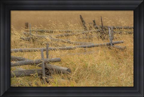 Framed Grazing Fence Print