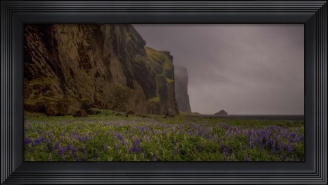 Framed Lupins Cliffs Print
