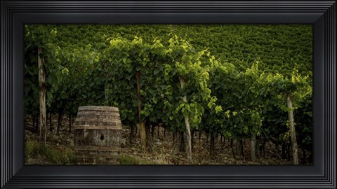 Framed Grapevines and Barrel Print