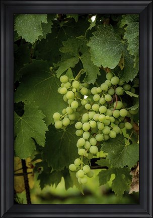 Framed Grapes Print