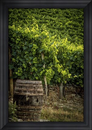 Framed Vines Print