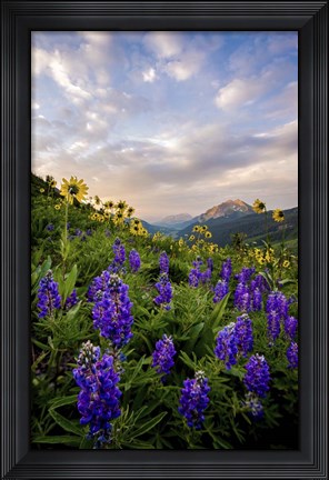 Framed Wild Flowers II Print