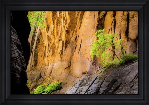 Framed Tree on Edge of Cliff Print