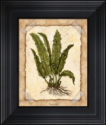 Framed Fern 3 Print
