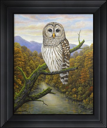 Framed Barred Owl Print