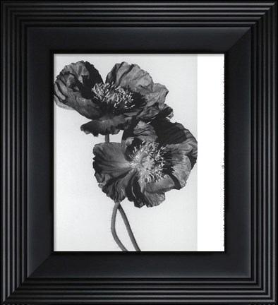 Framed Pair Of Black Poppies Print