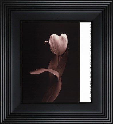 Framed Blush Tulip Iii Print