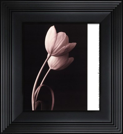 Framed Blush Tulip III Print