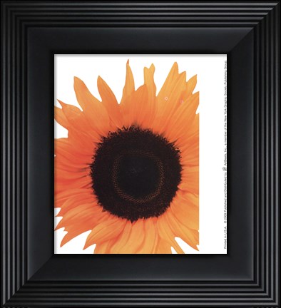 Framed Sunflower In Bloom Print