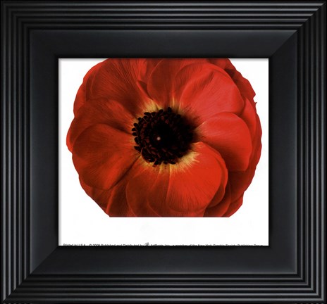 Framed Poppy In Bloom Print