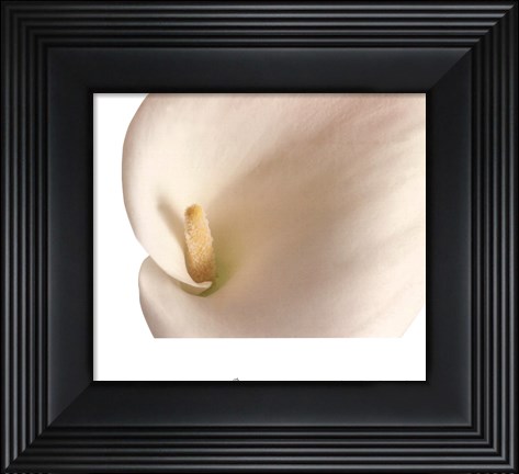 Framed Calla Lily In Bloom Print
