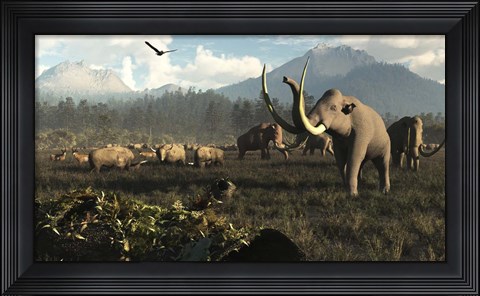 Framed Columbian Mammoths And Bison Roam The Ancient Plains Of North America Print