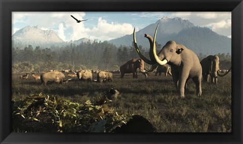 Framed Columbian Mammoths And Bison Roam The Ancient Plains Of North America Print